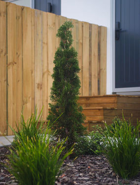 Tall evergreen tree beside wooden fence, by Cossacks Christchurch landscapers
