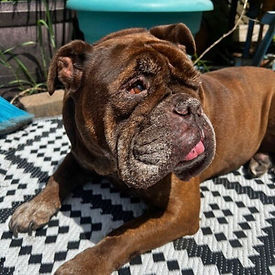 Happy dog relaxing outdoors during a home daycare day with Walk Time in Bloor West Village