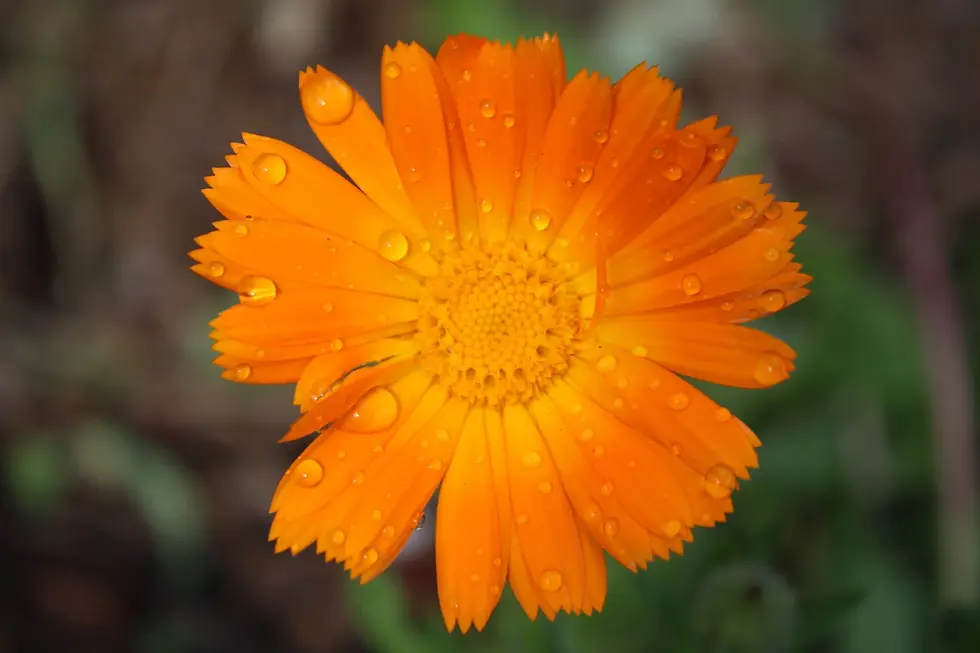 Calendula officinalis