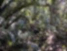 Park Setting of DinoFest, Dinosaur festival event & kids activity New Zealand