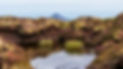 BOG MARSH.jpeg