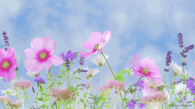 Banner La ley del jardin