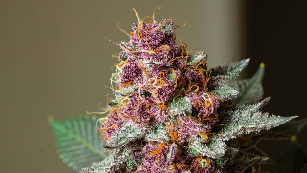 Mastering Cannabis Identification: Your Guide to Informed Choices