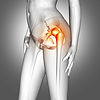 hip-anatomy-background