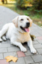cute-labrador-outdoor-smiling.jpg