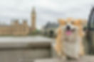 Marcel Le Corgi is one hot tour guide!!.jpg