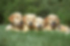 four-cute-golden-retriever-puppies-resting-grass-ground.jpg