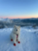 #samoyed #dog #lofoten #mountain_.jpg