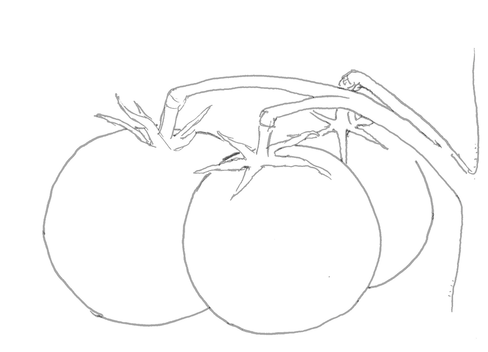 Berner Rose Tomate, Zeichnung. Diese alte Sorte hat einen besonders guten Geschmack.