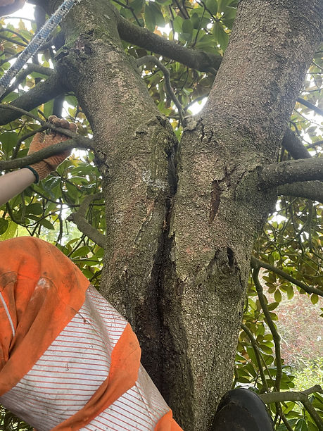 tree inspection.jpg