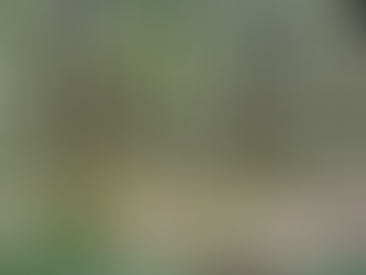 Crafting an Effective Woodland Management Plan