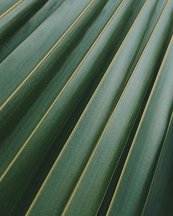 Palm Leaf_edited.jpg