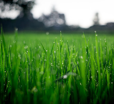 grass 1.jpeg