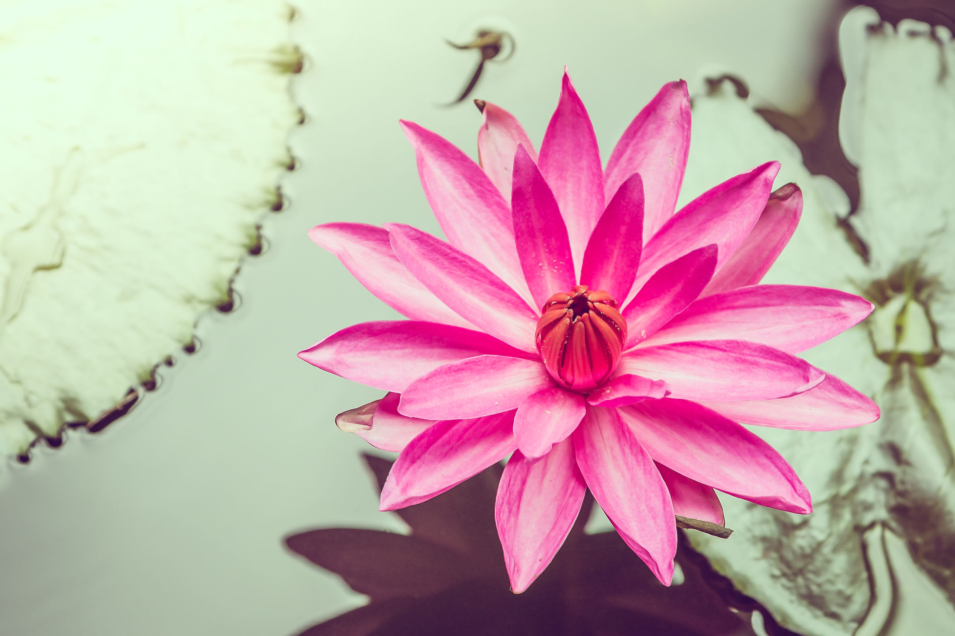 fleur de lotus