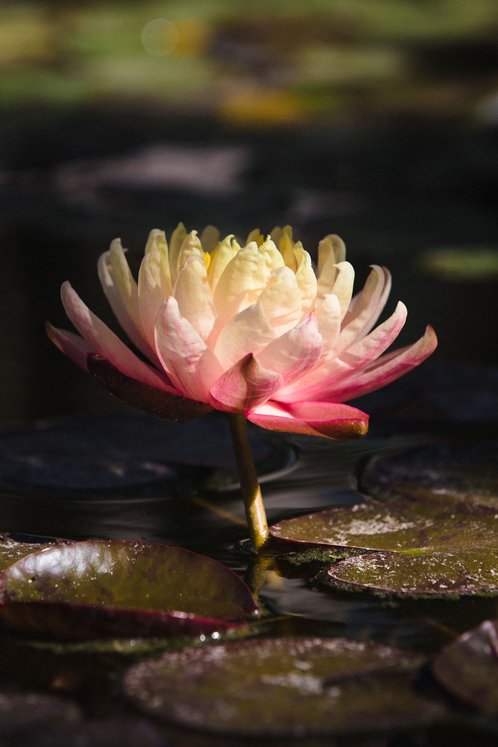 fleur de lotus