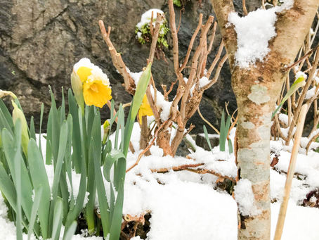 またまた雪景色