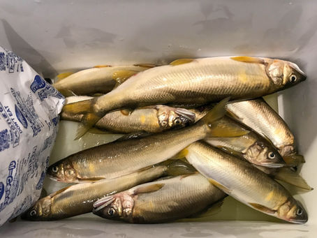 川でアユの投網釣りに行けました!