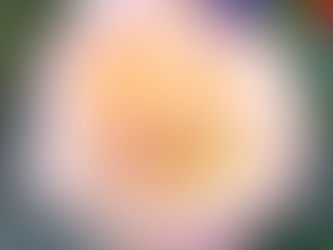 綺麗なバラを頂きました!