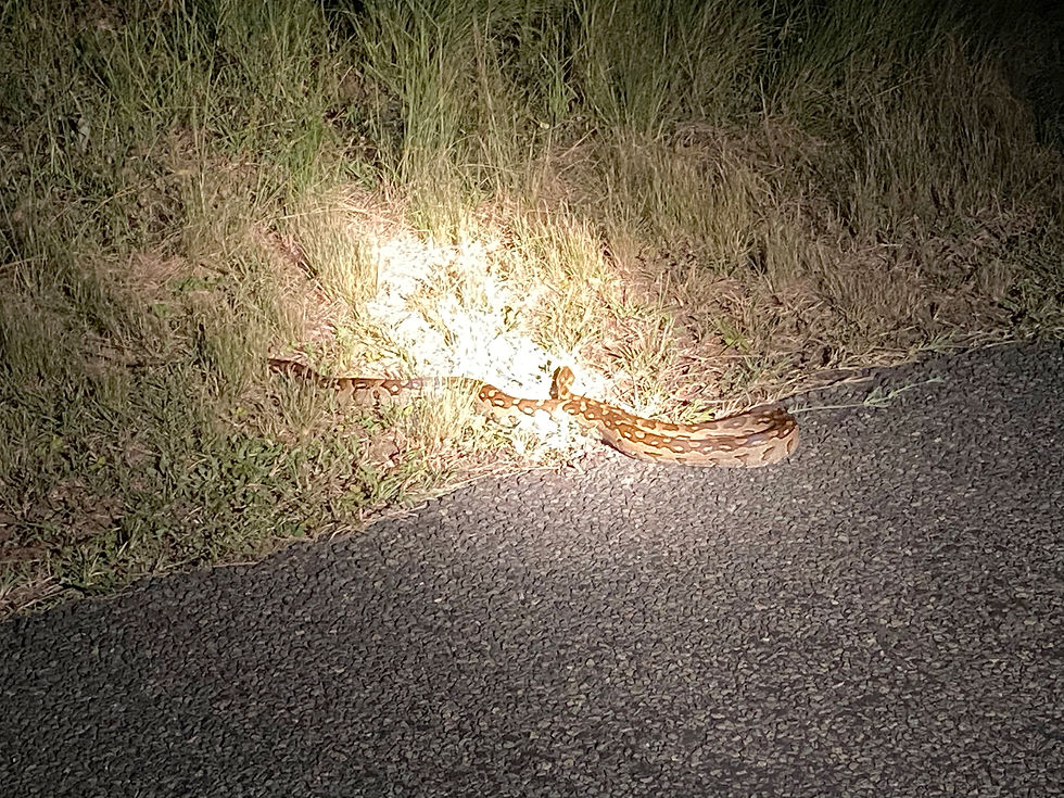 Python crossing road