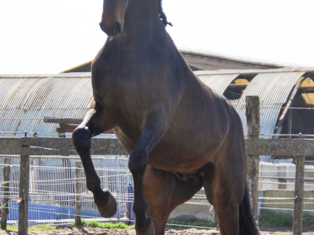 Waarom steigeren paarden?