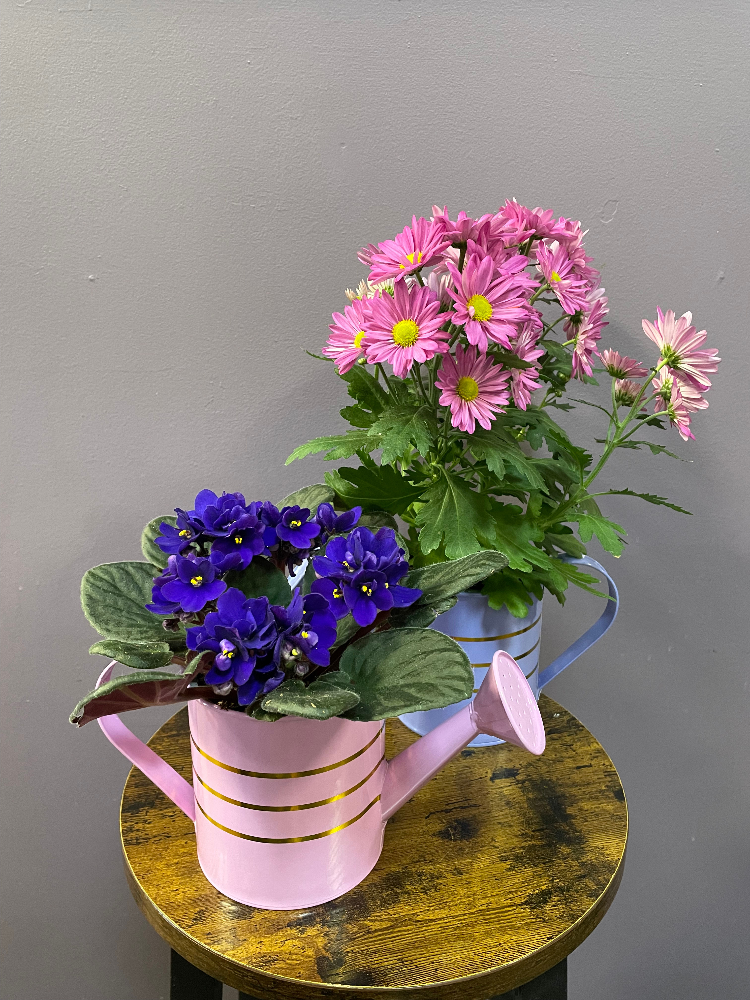 4” Watering Can Assorted Blooming Plant