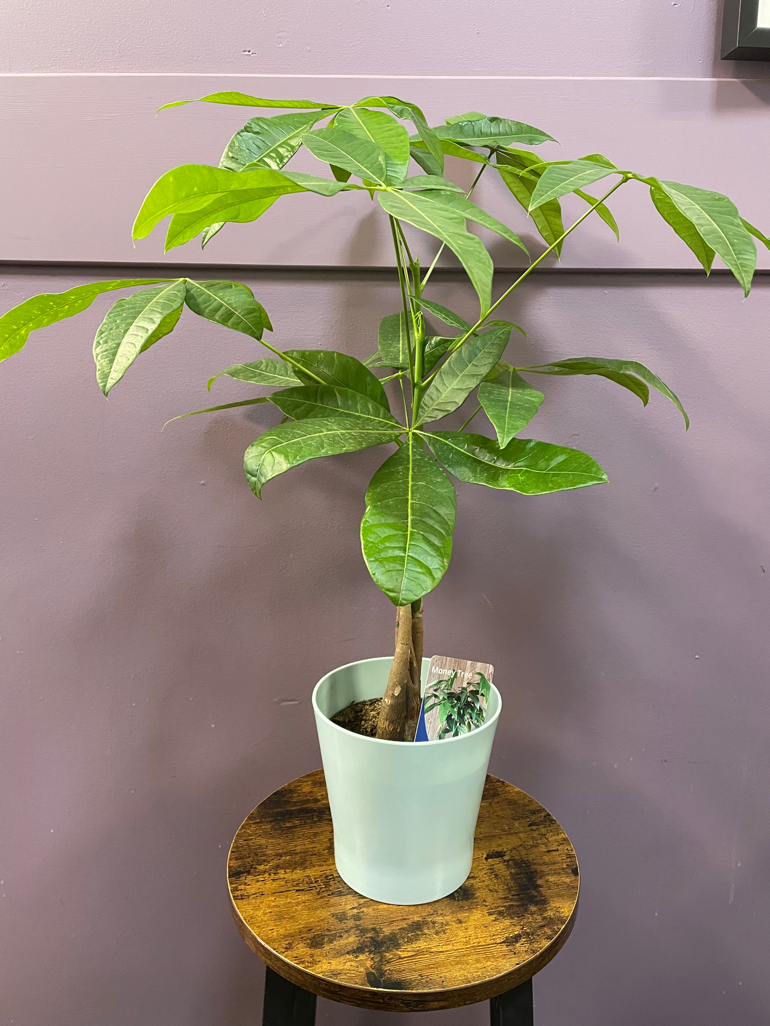 6” Money Tree
