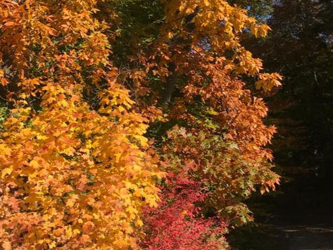 Fall Breeze 🍂🪵🍁🥧