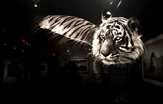 Tiger 2- Betsy Karp Lifestyle