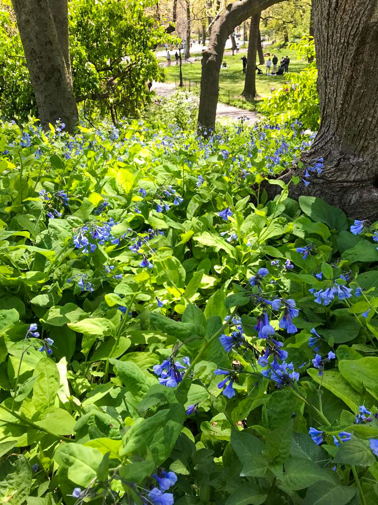 Blue flowers in the park