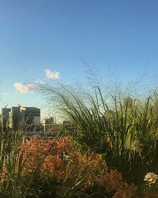 rooftop plants