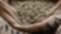 Green coffee bean .png