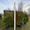 Thumbnail: Green Giant Arborvitae