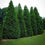 Thumbnail: Green Giant Arborvitae