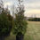 Thumbnail: Green Giant Arborvitae