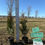 Thumbnail: Green Giant Arborvitae