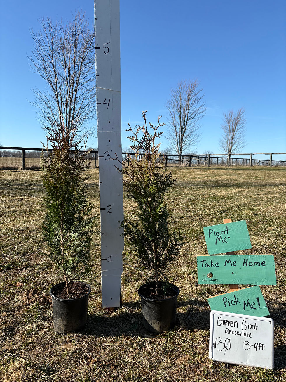 Green Giant Arborvitae