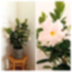 Dipladenia blanc