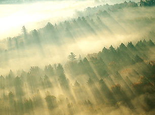 tree-plan-environmental-governance-tree-planting-ecology-marketing-Morning Mist over Forest
