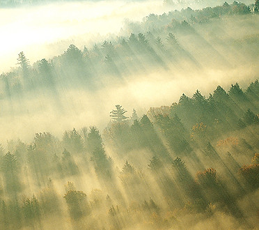 Morgen-Nebel über Wald