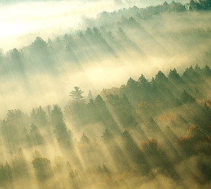 Morgen-Nebel über Wald