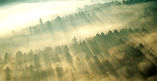 Morning Mist over Forest