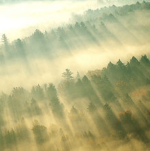 Morgennebel im Wald