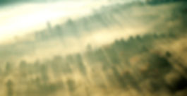 Morning Mist over Forest