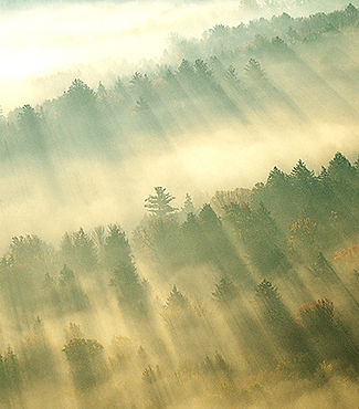 Morning Mist over Forest
