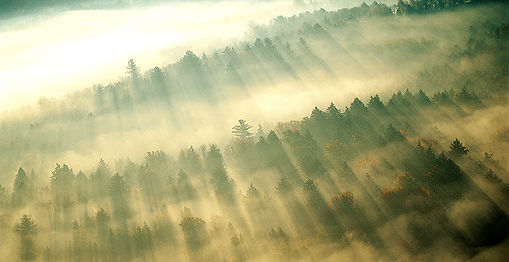 Niebla de la mañana sobre el bosque