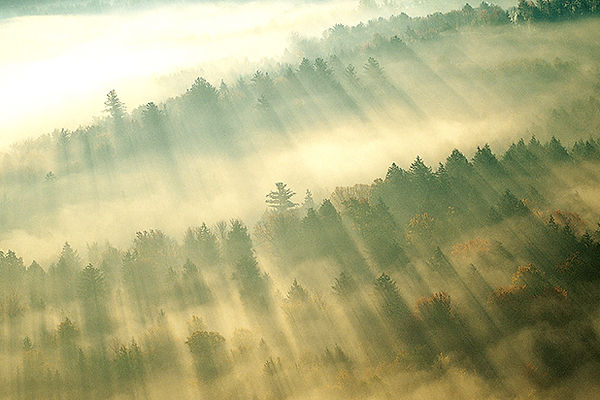 Morning Mist løpet Forest