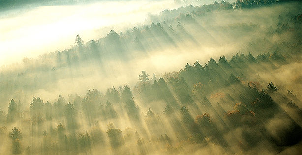 Morning Mist over Forest