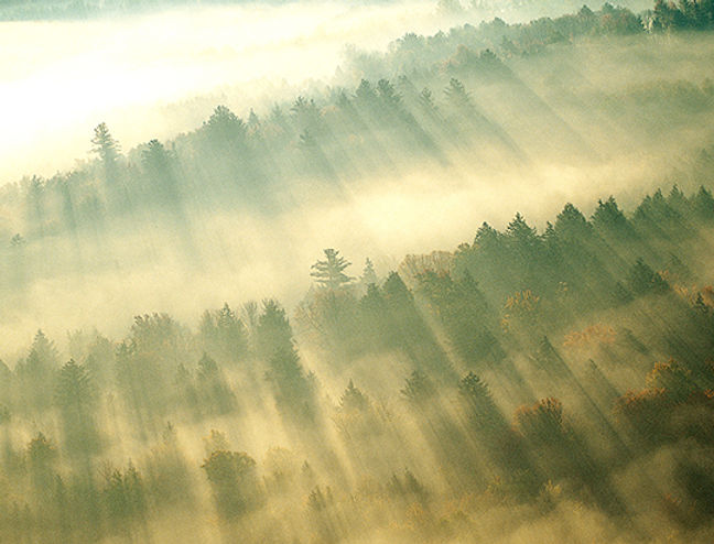 Morning Mist over Forest