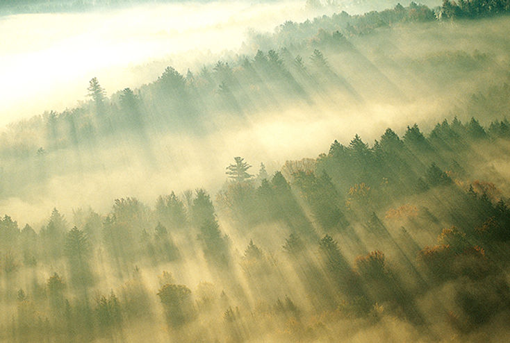 Morning Mist over Forest