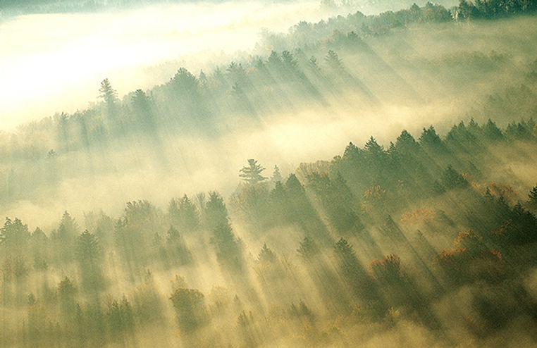 Morning Mist over Forest